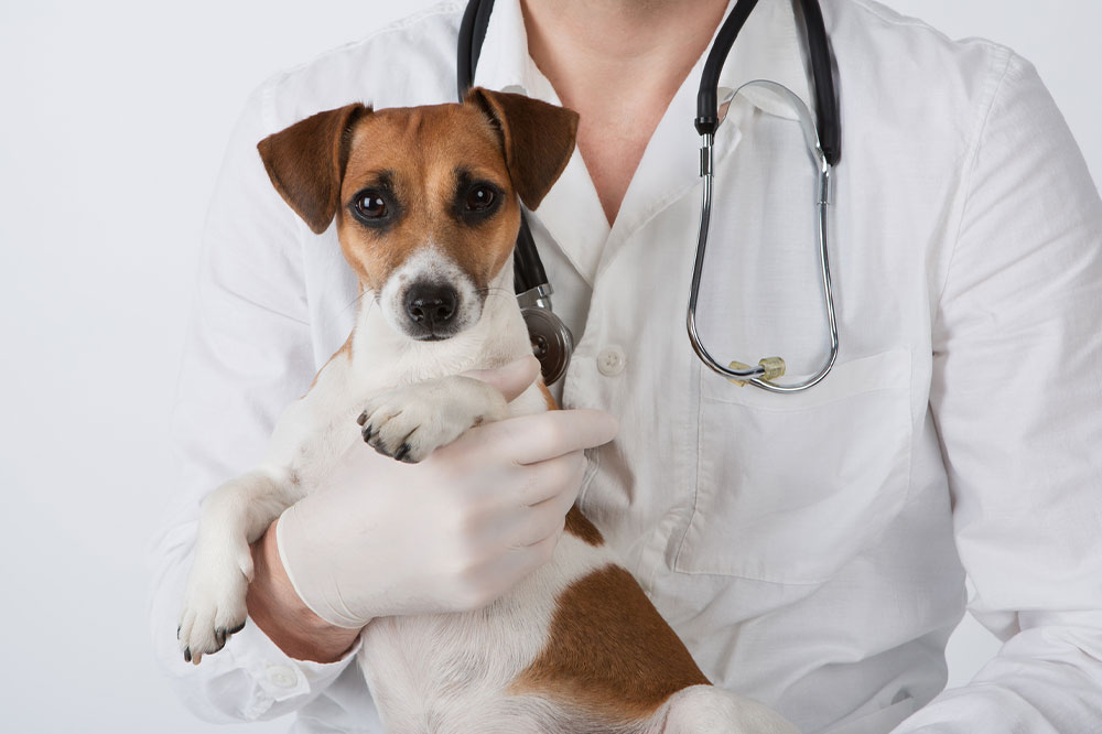 Dog Seizures – Symptoms, Causes, and Management